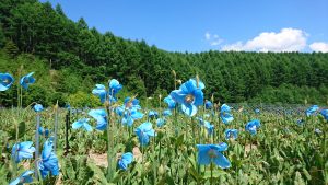 ブルーポピーの花