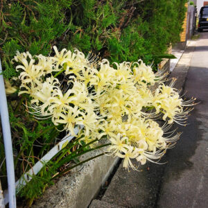 いつもの訪問先である津島市で白い彼岸花を見つけました!